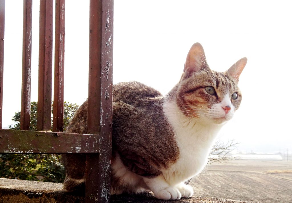 ねこ、風太 ひなたぼっこ