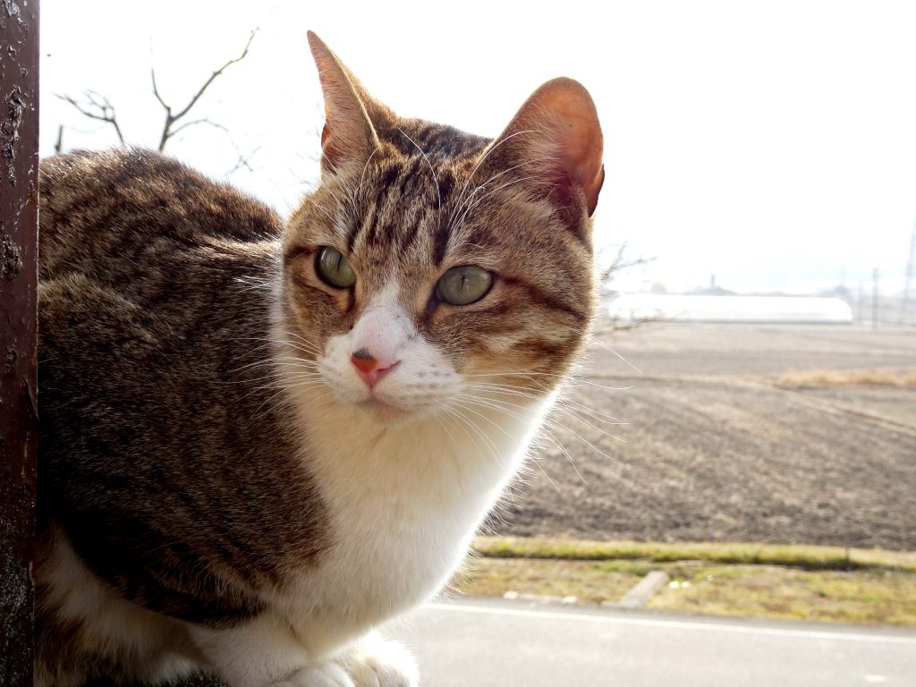 ねこ、風太 ひなたぼっこ