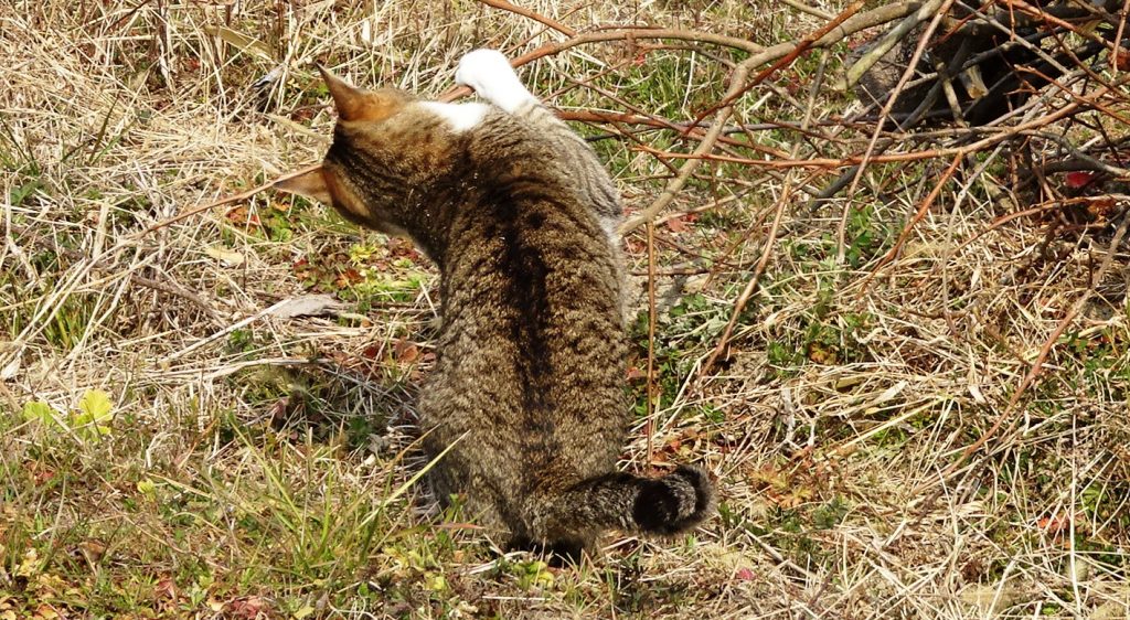 ねこ、風太 巡回