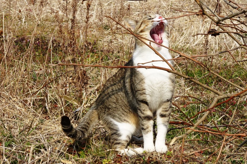 ねこ、風太 あくび