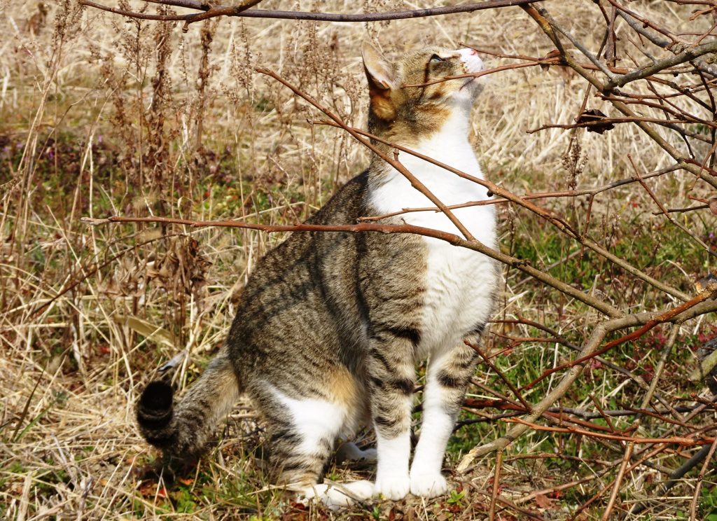 ねこ、風太 巡回
