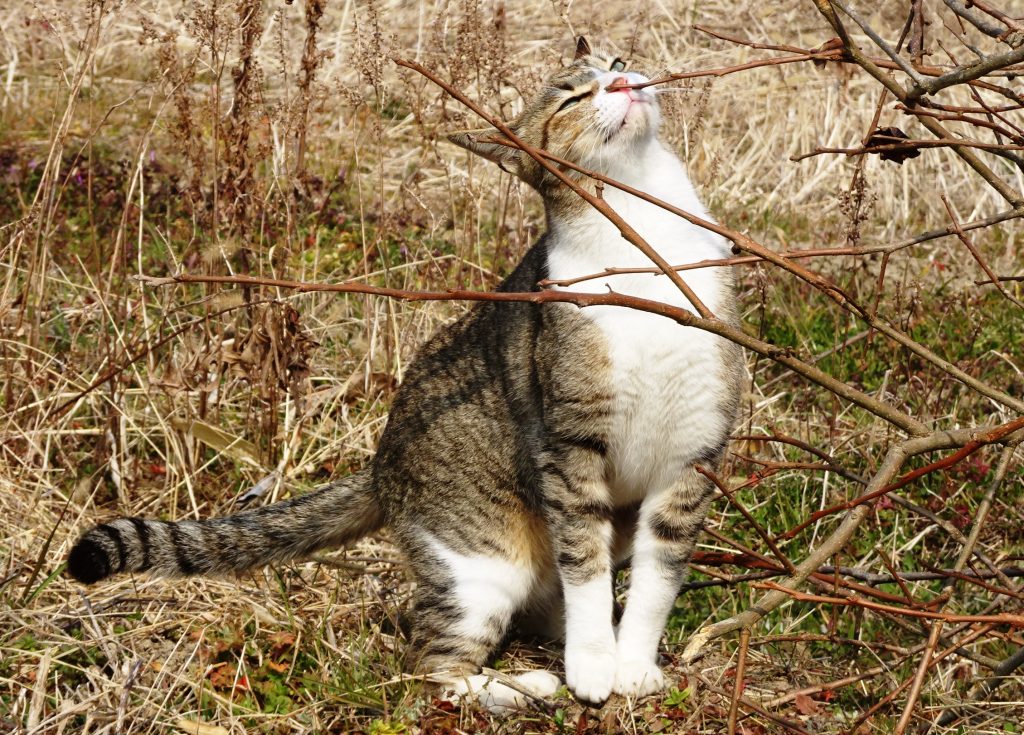 ねこ、風太 巡回
