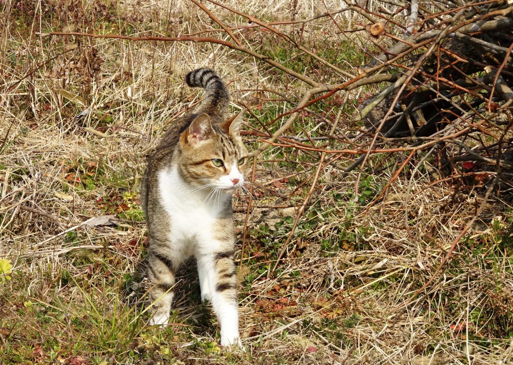 ねこ、風太 巡回