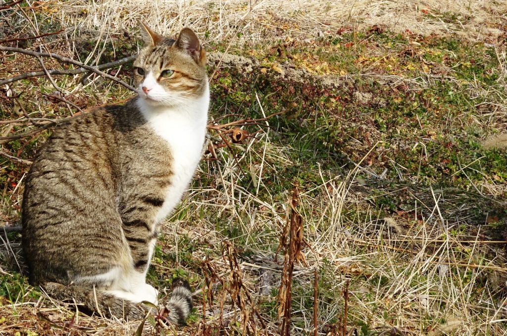 ねこ、風太 巡回