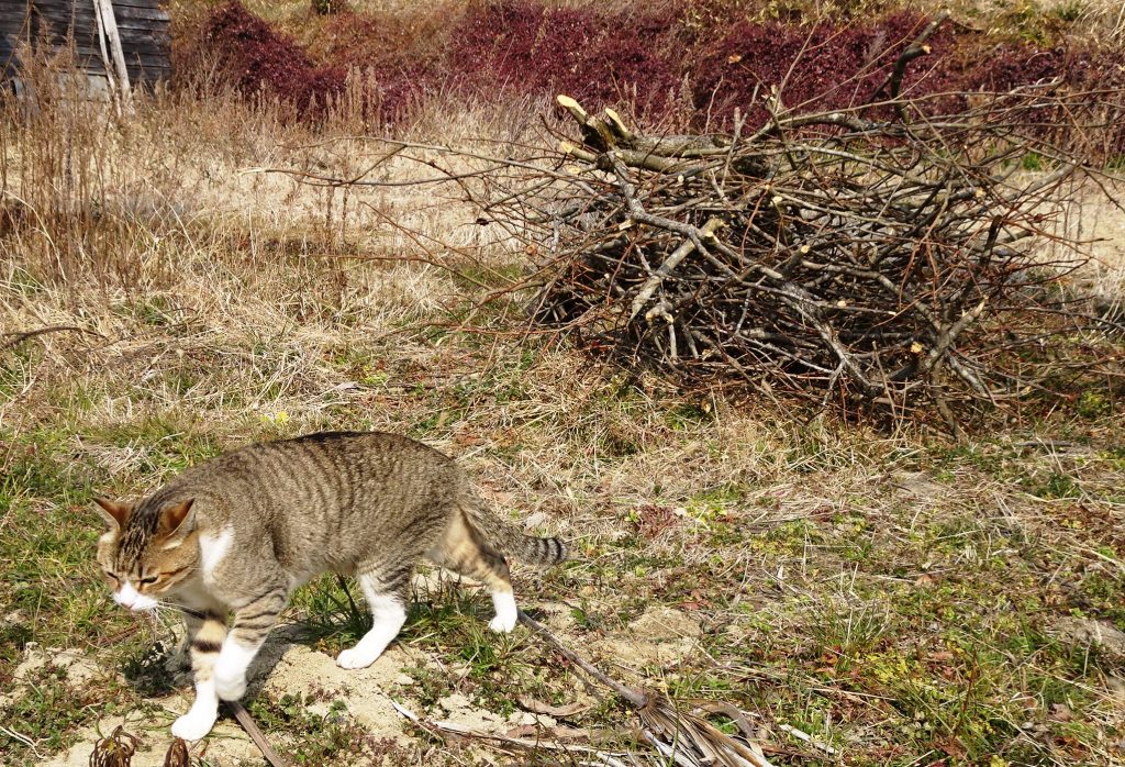 ねこ、風太 巡回