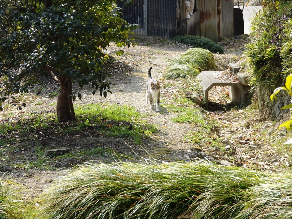 ねこ、風太 巡回