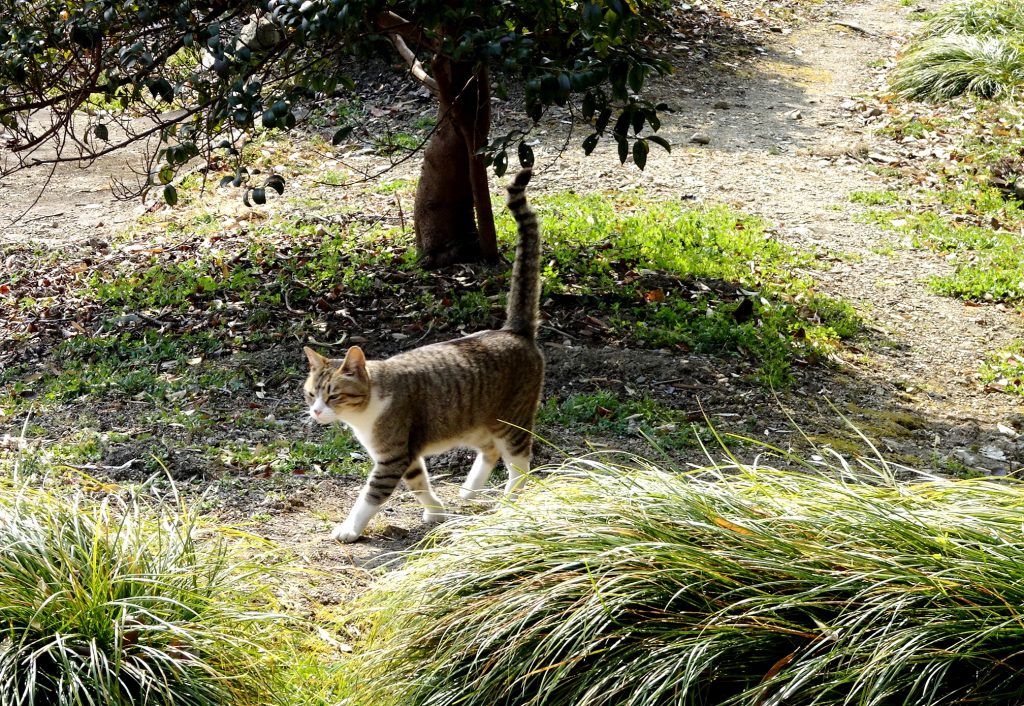 ねこ、風太 巡回