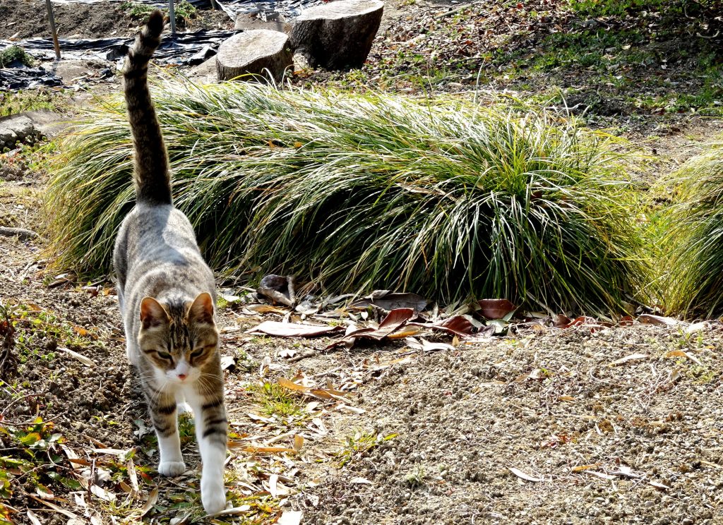 ねこ、風太 巡回