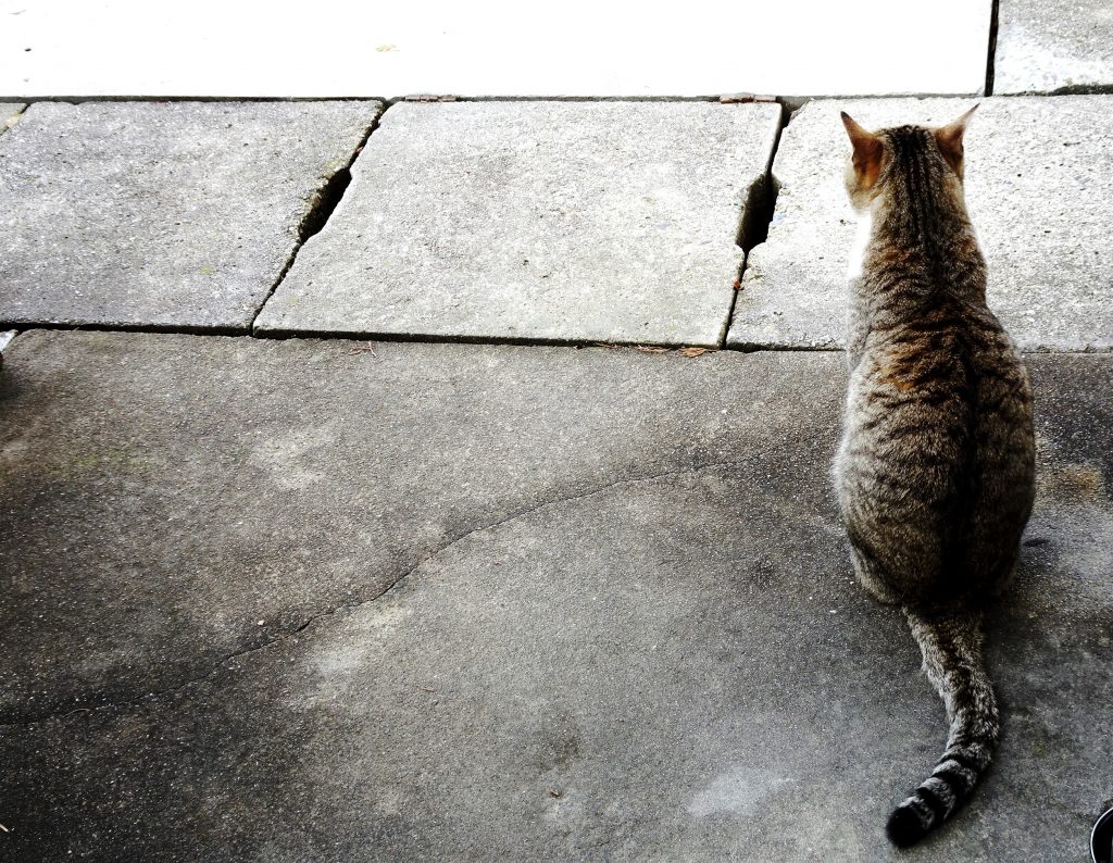 ねこ、風太 巡回