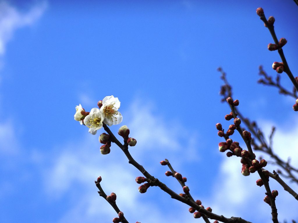 梅の花