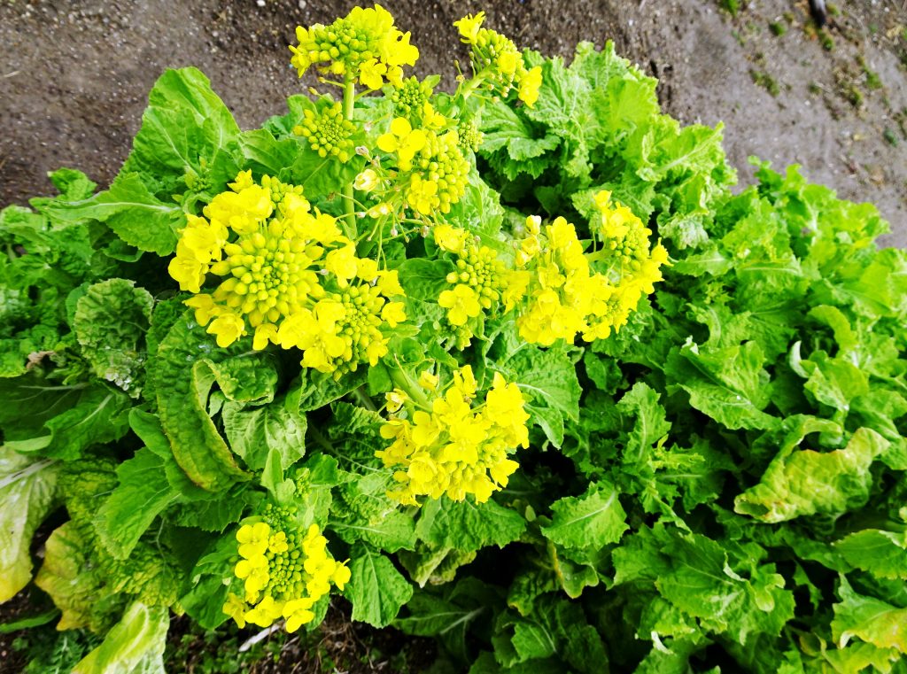 菜の花