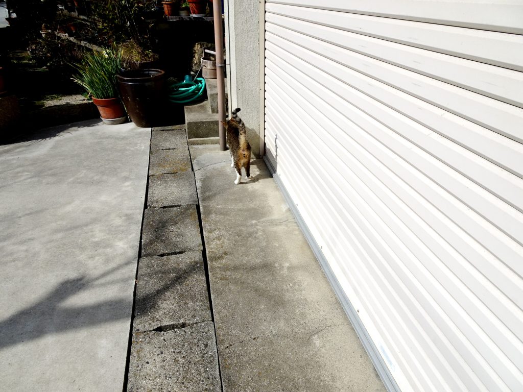 ねこ、風太 巡回