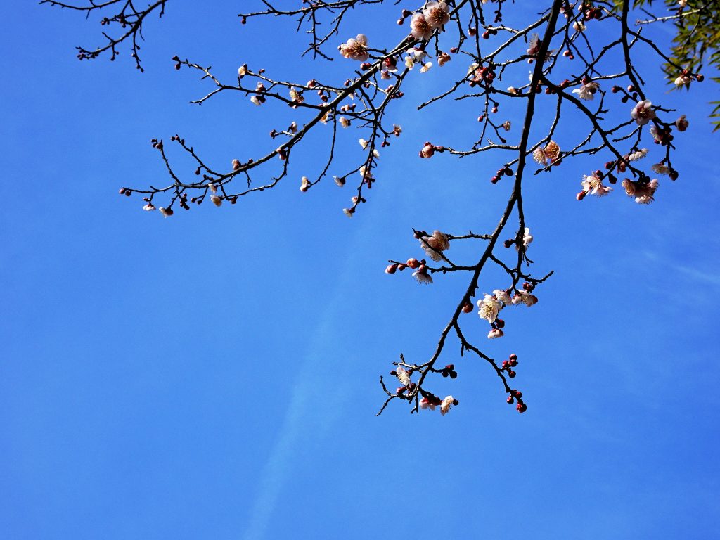 梅三分咲き