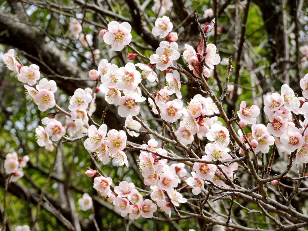 梅満開