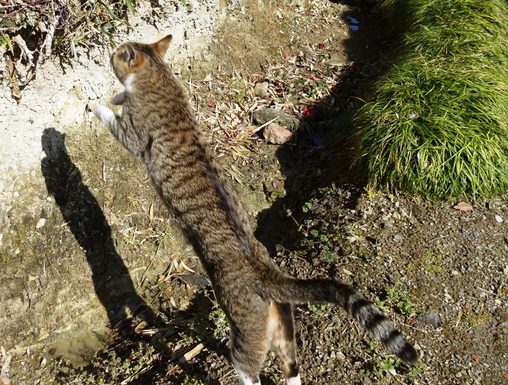 ねこ、風太 巡回