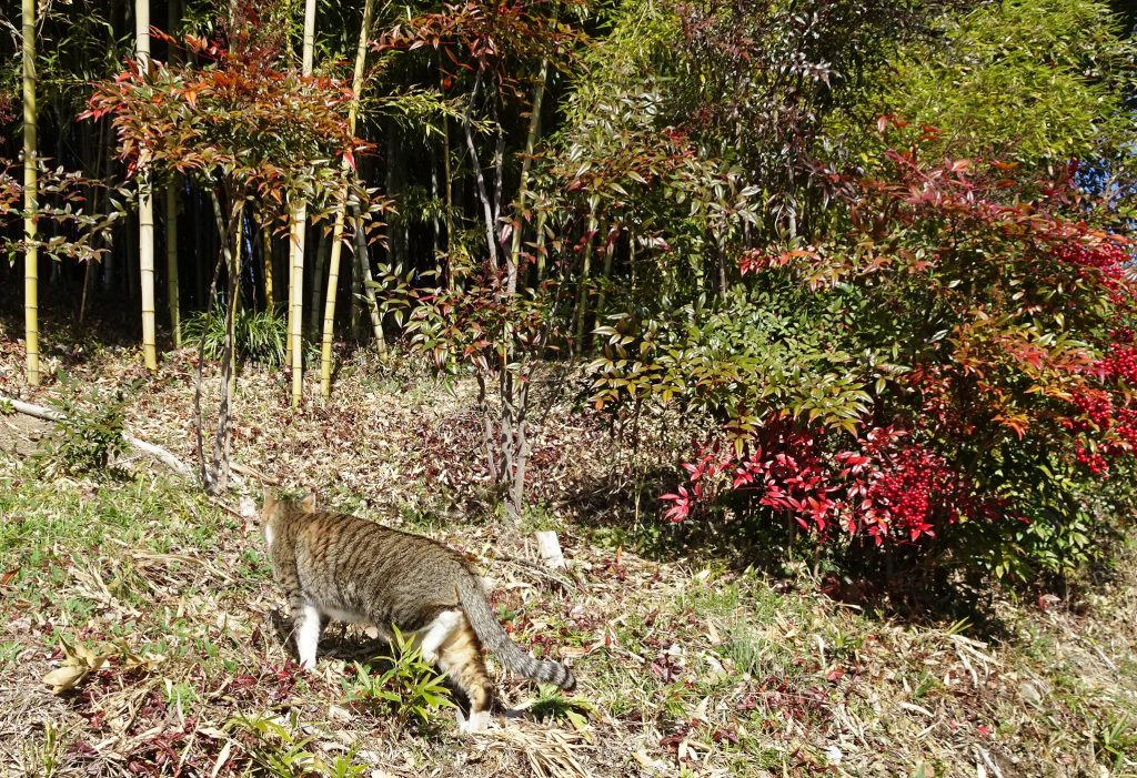 ねこ、風太 巡回