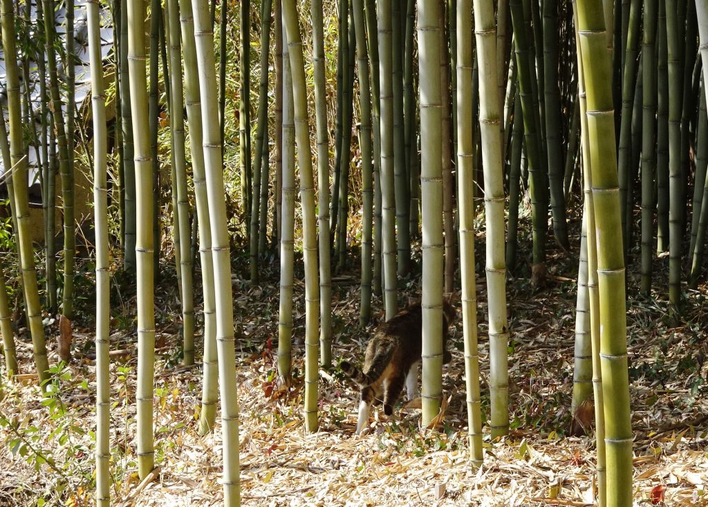 ねこ、風太 巡回