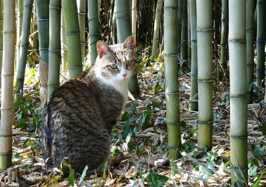 ねこ、風太 巡回