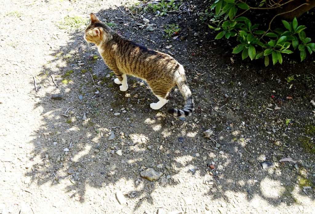 ねこ、風太 巡回