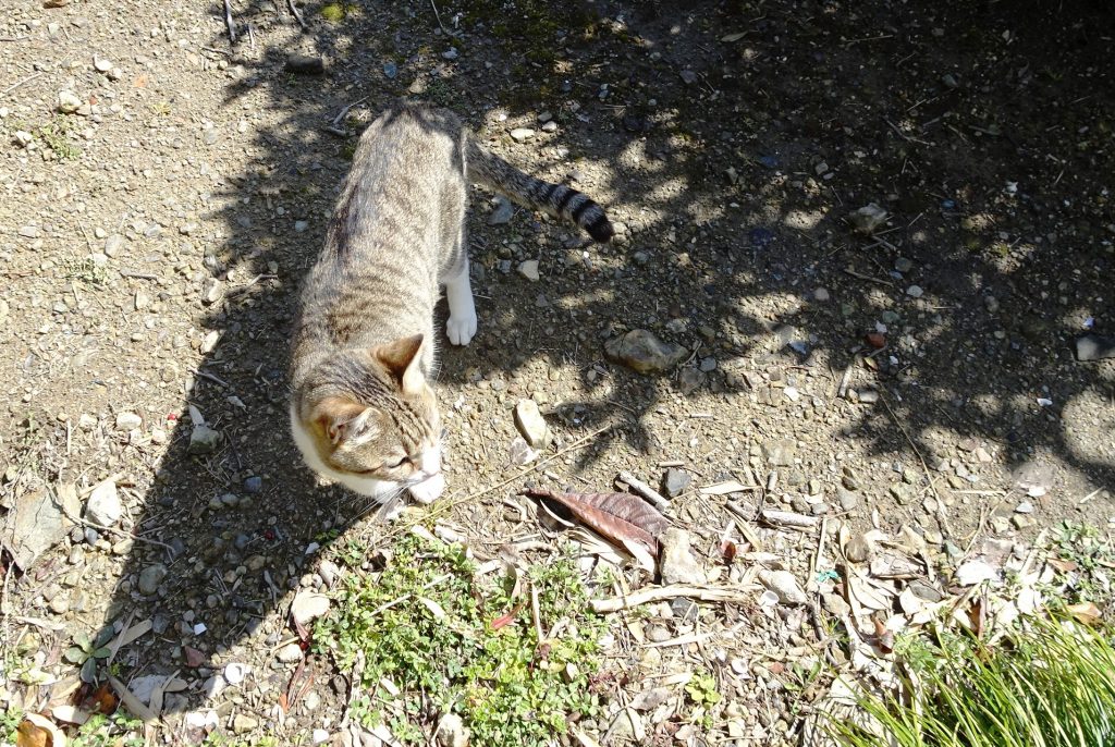 ねこ、風太 巡回
