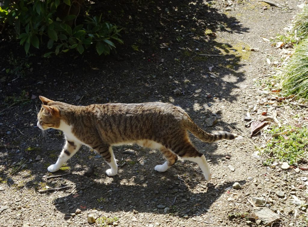 ねこ、風太 巡回