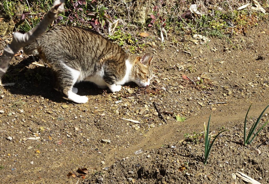 ねこ、風太 ゴロゴロ