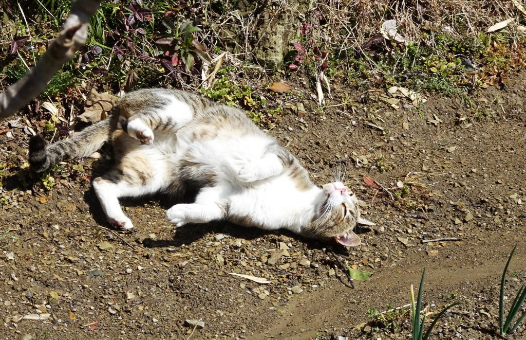 ねこ、風太 ゴロゴロ