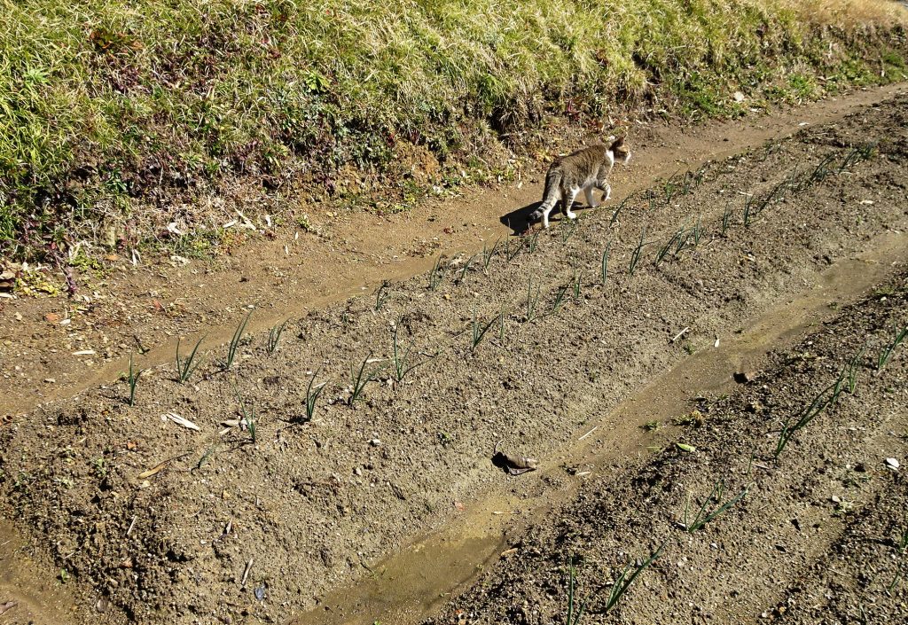 ねこ、風太 巡回