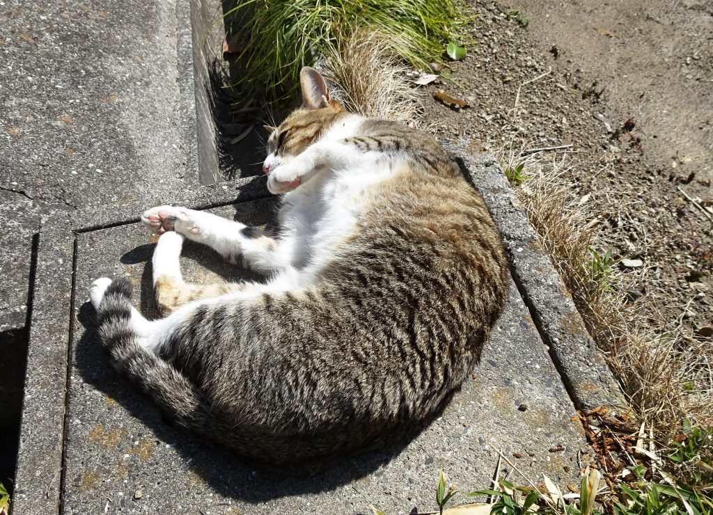 ねこ、風太 ゴロゴロ
