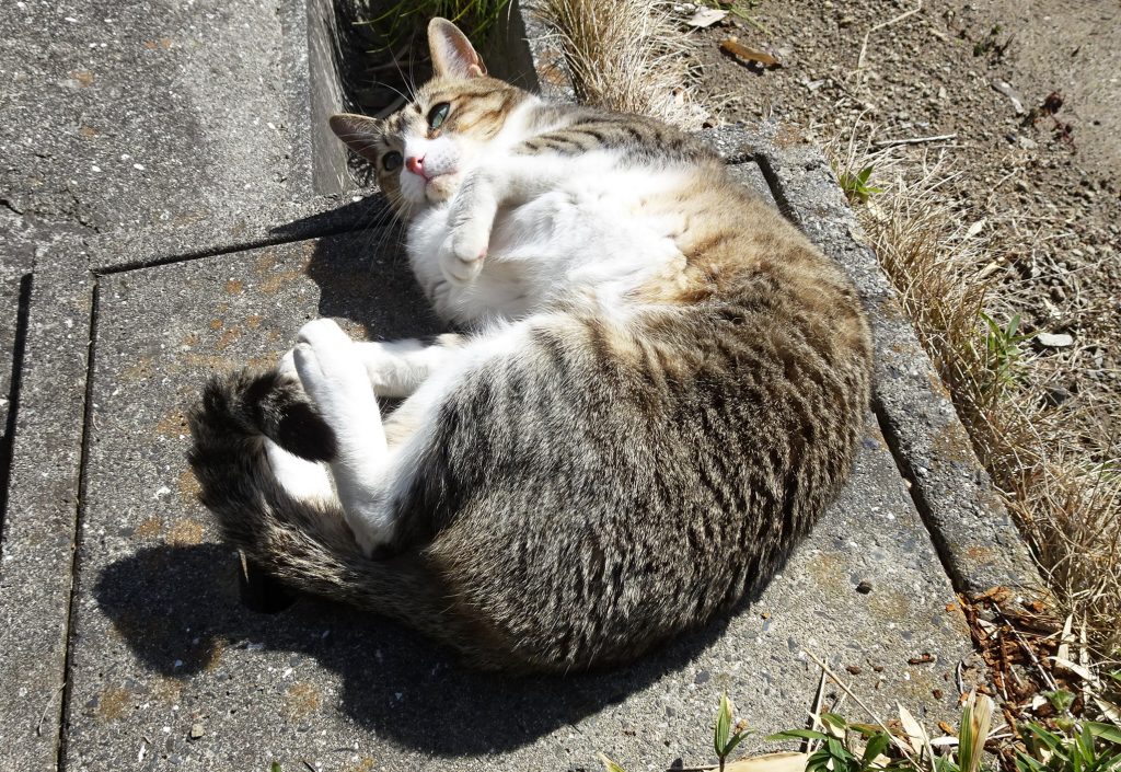 ねこ、風太 ゴロゴロ
