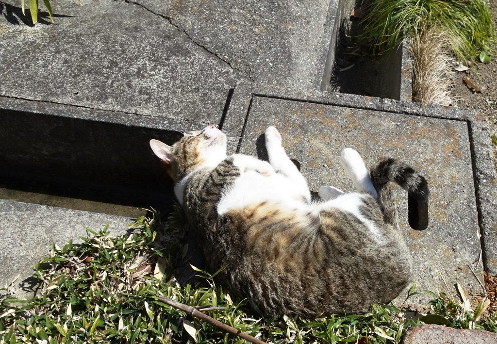 ねこ、風太 ゴロゴロ