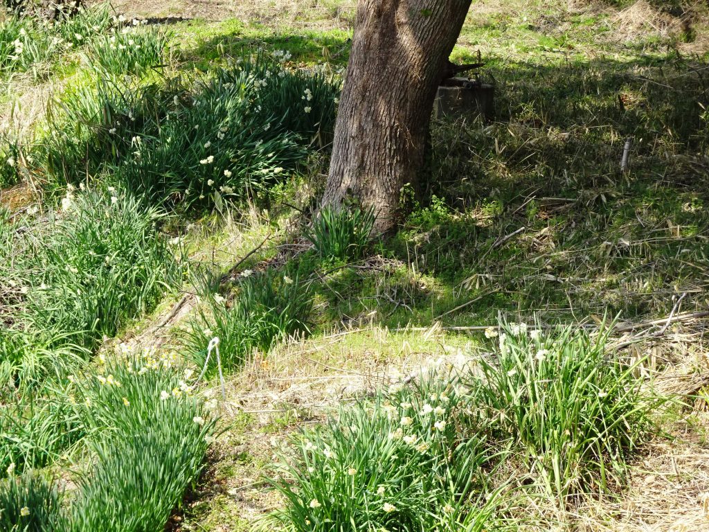 木陰の水仙