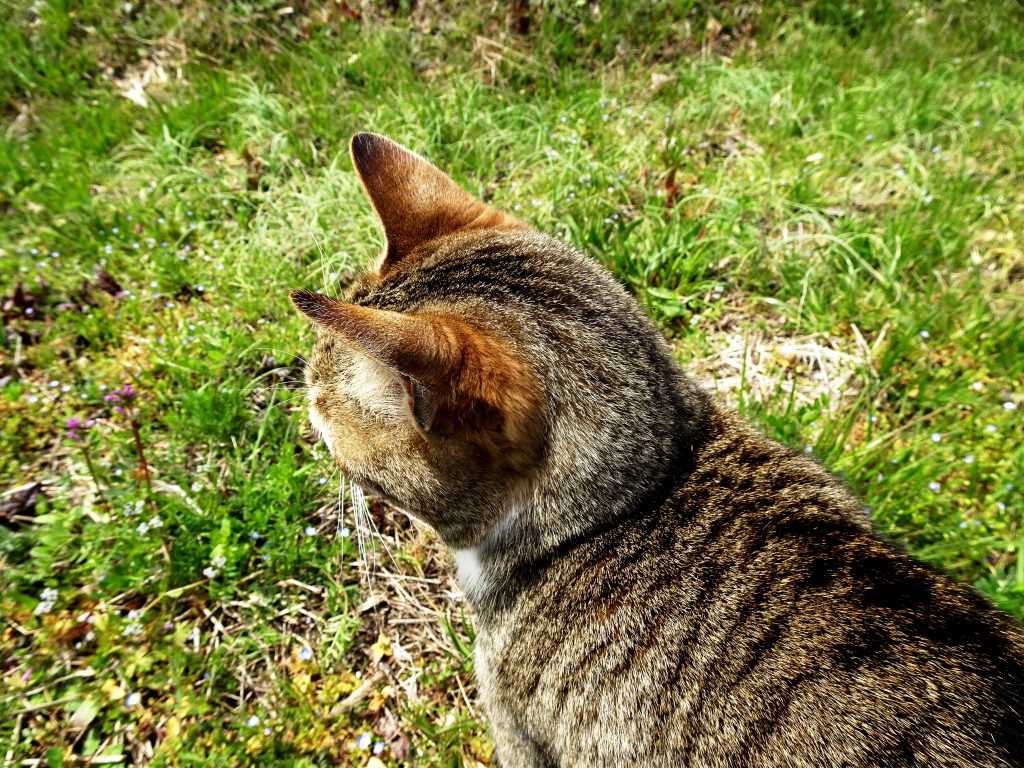 ねこ、風太 巡回