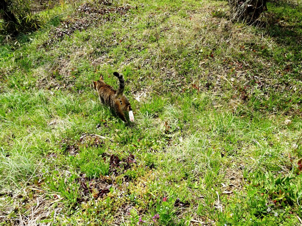 ねこ、風太 巡回