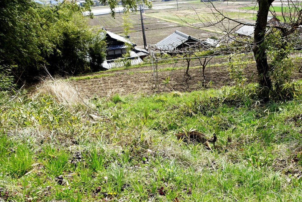 ねこ、風太 巡回