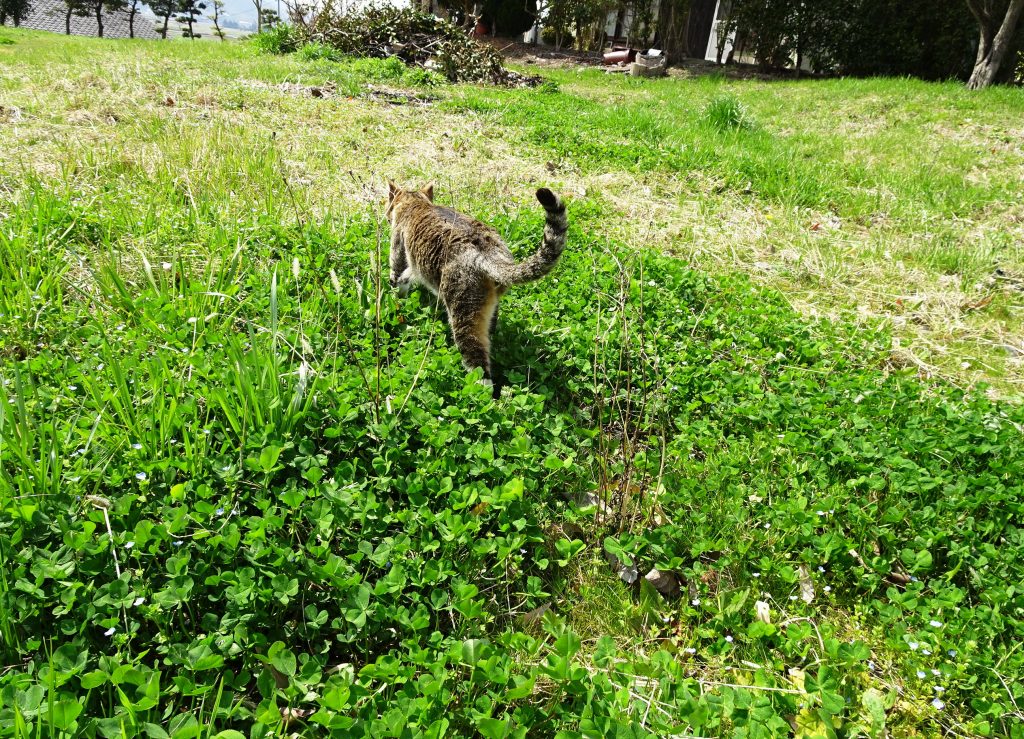 ねこ、風太 巡回