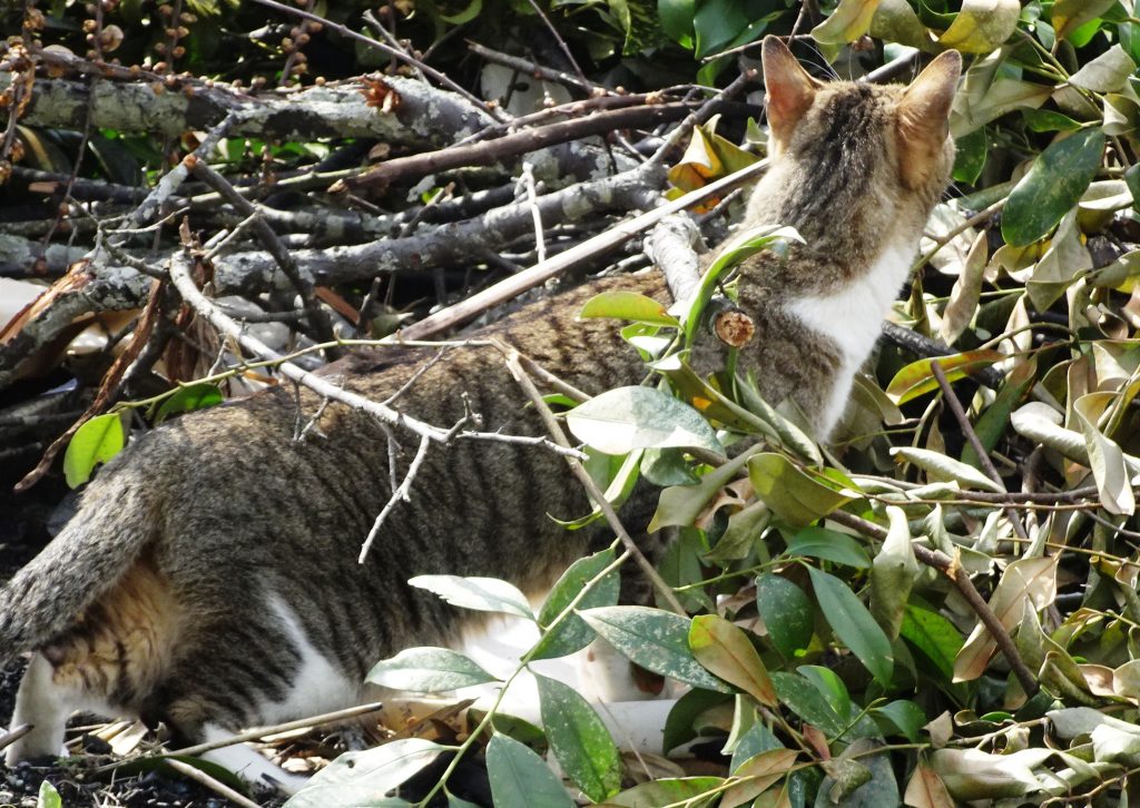 ねこ、風太 巡回