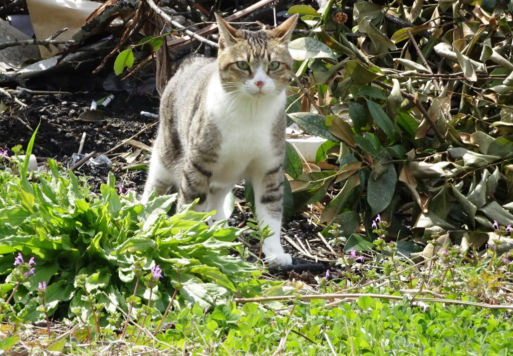 ねこ、風太 巡回