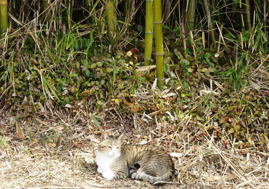 ねこ、風太 ひなたぼっこ