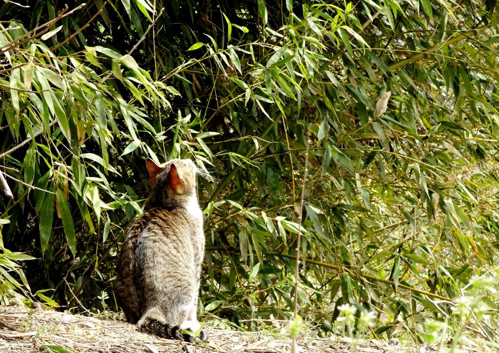 ねこ、風太 ひなたぼっこ