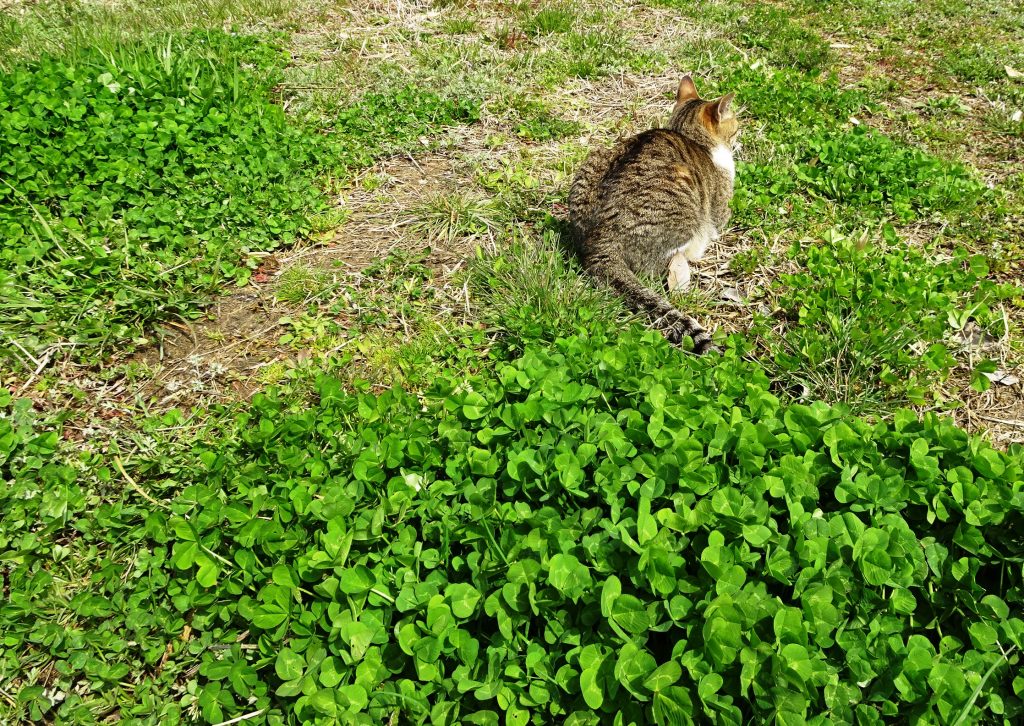 ねこ、風太 ひなたぼっこ