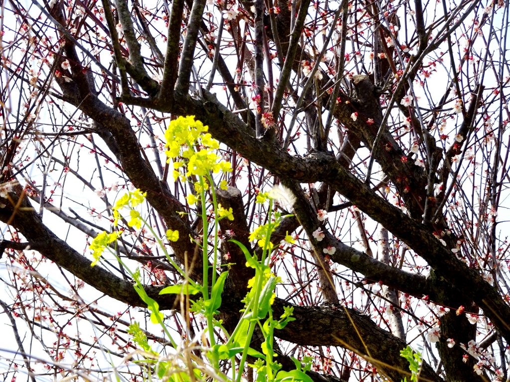 菜の花