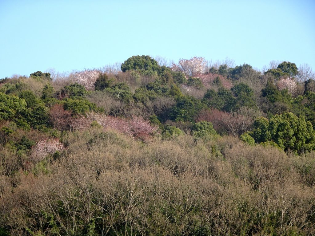 山の桜
