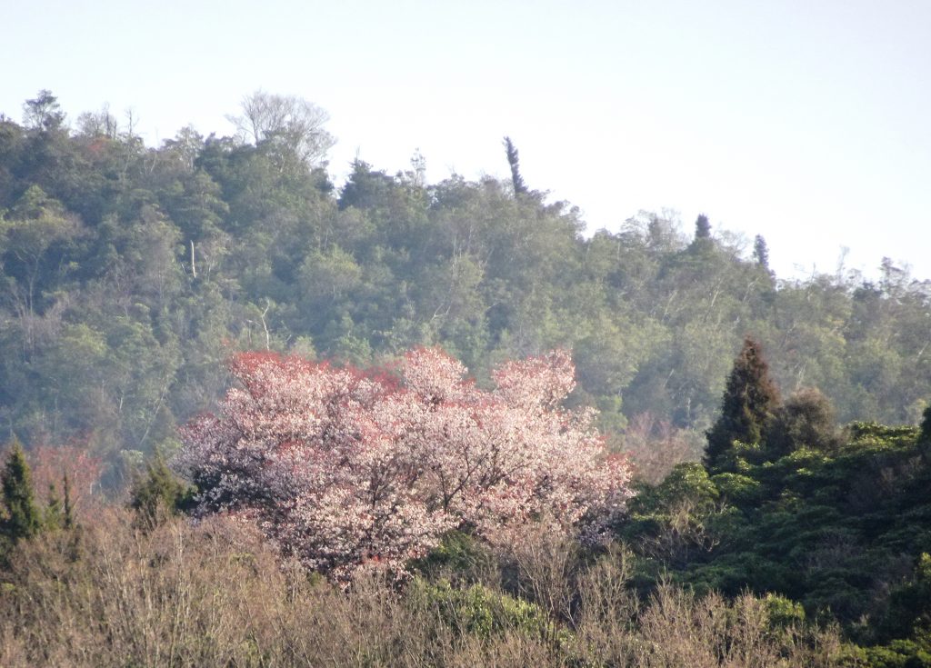 山の桜