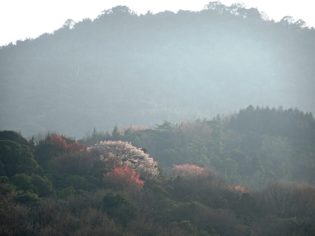 山の桜