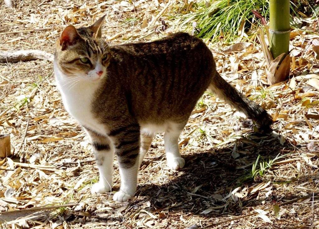 ねこ、風太 巡回