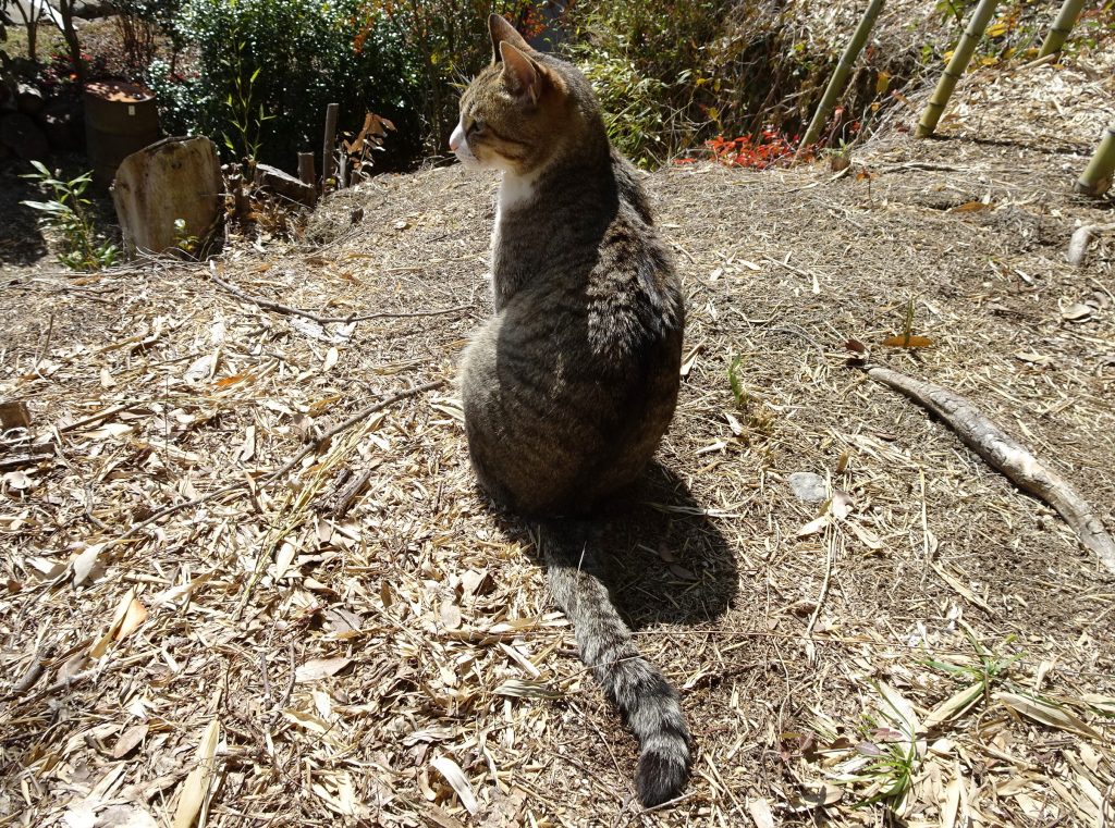 ねこ、風太 巡回