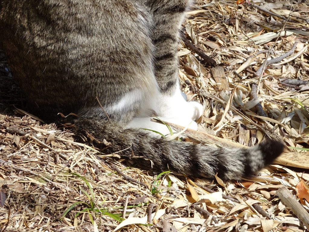 ねこ、風太 巡回