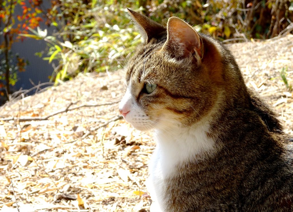 ねこ、風太 巡回