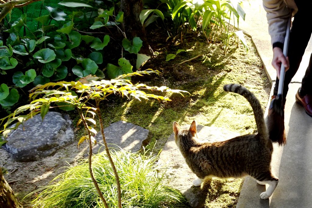 ねこ、風太 ゴロゴロ
